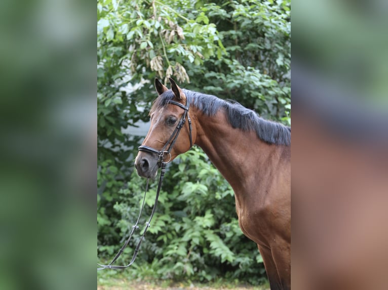 Koń reński Klacz 7 lat 164 cm Gniada in Erftstadt