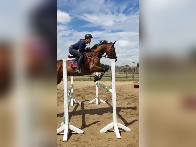 Koń reński Klacz 7 lat 164 cm Gniada in Erftstadt