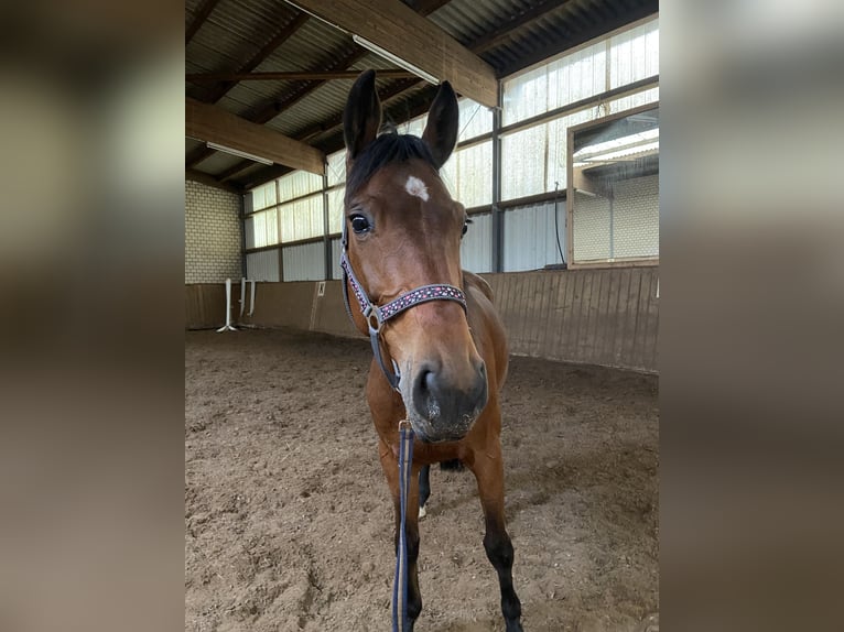 Koń reński Klacz 7 lat 164 cm Gniada in Erftstadt