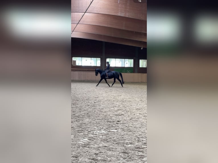 Koń reński Klacz 7 lat 165 cm Kara in Schermbeck