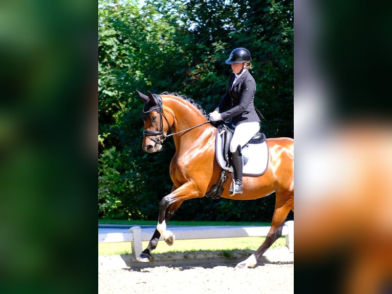 Koń reński Klacz 7 lat 166 cm Gniada in Wesel