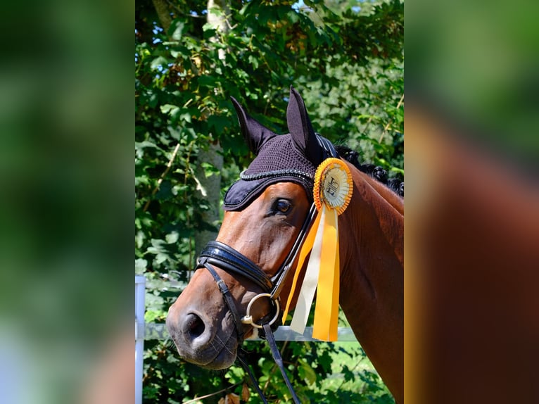 Koń reński Klacz 7 lat 166 cm Gniada in Wesel