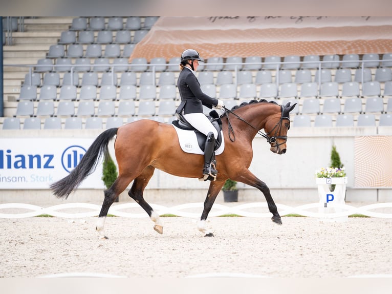 Koń reński Klacz 7 lat 166 cm Gniada in Wesel