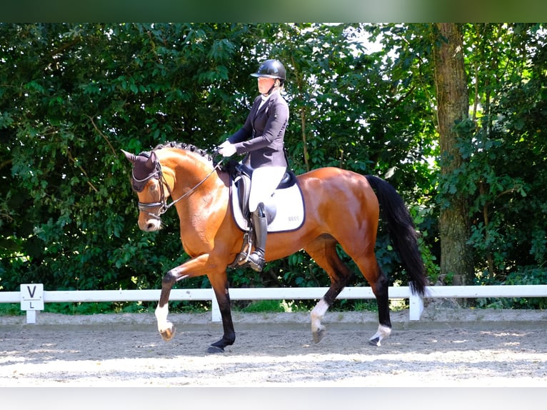 Koń reński Klacz 7 lat 166 cm Gniada in Wesel