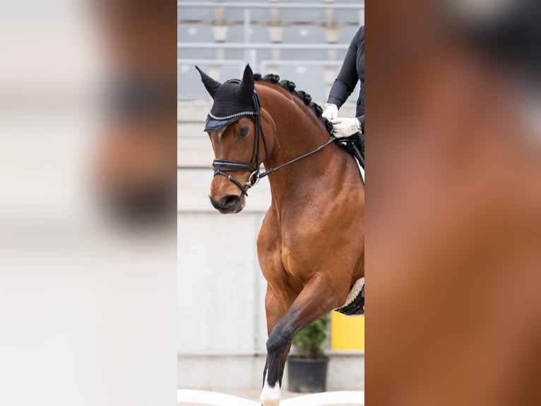 Koń reński Klacz 7 lat 166 cm Gniada in Wesel