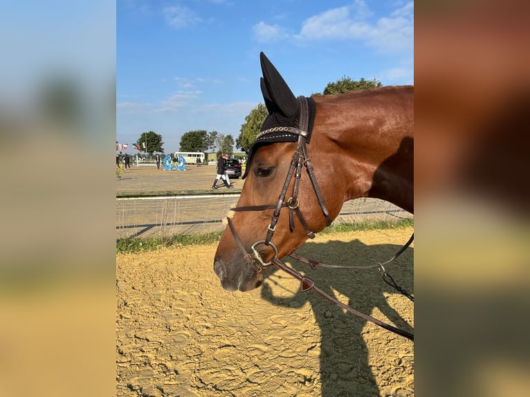 Koń reński Klacz 7 lat 166 cm Kasztanowata in Grevenbroich