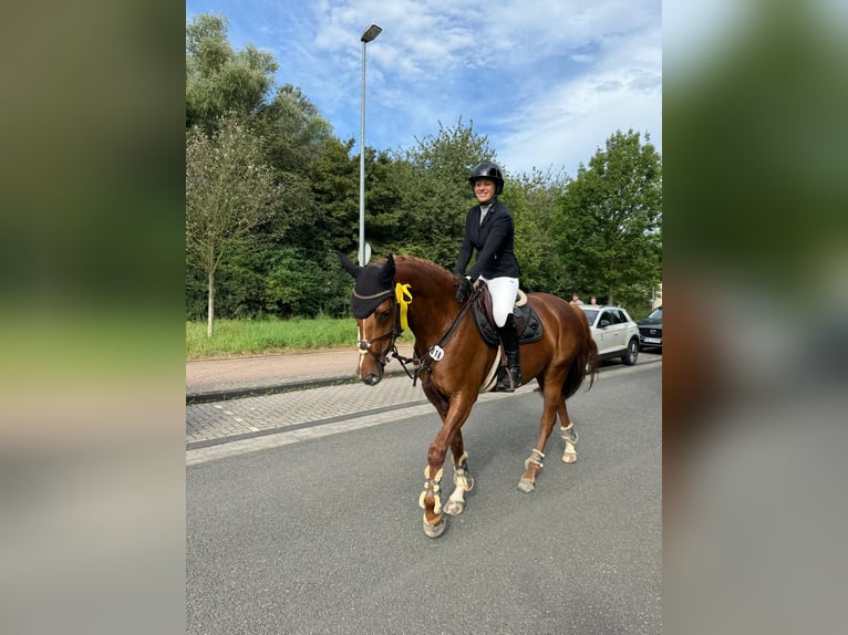 Koń reński Klacz 7 lat 166 cm Kasztanowata in Grevenbroich