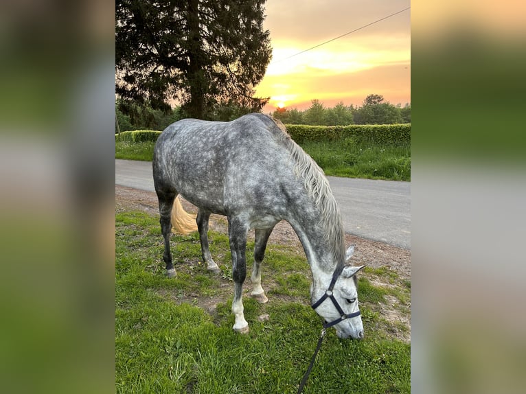 Koń reński Klacz 7 lat 167 cm Siwa jabłkowita in Simmerath