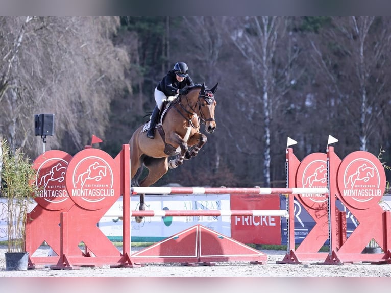 Koń reński Klacz 7 lat 170 cm Gniada in GyhumSteddorf
