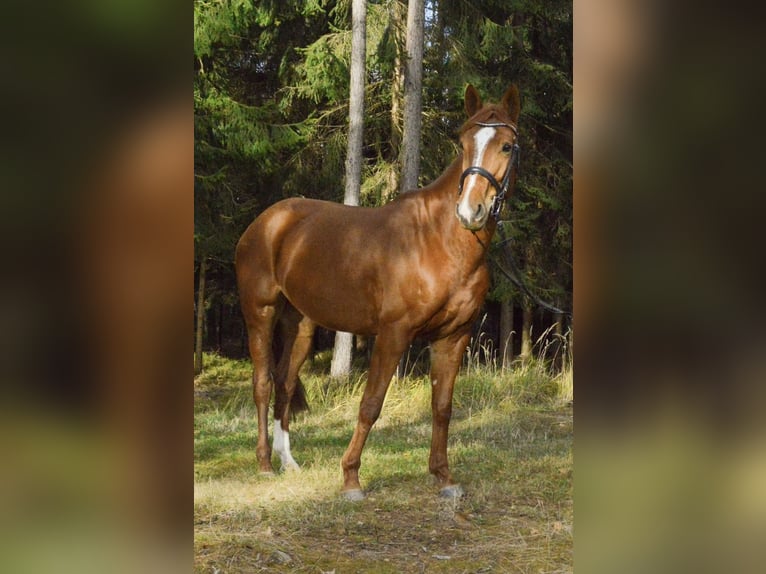 Koń reński Klacz 8 lat 160 cm Kasztanowata in Simbach am Inn