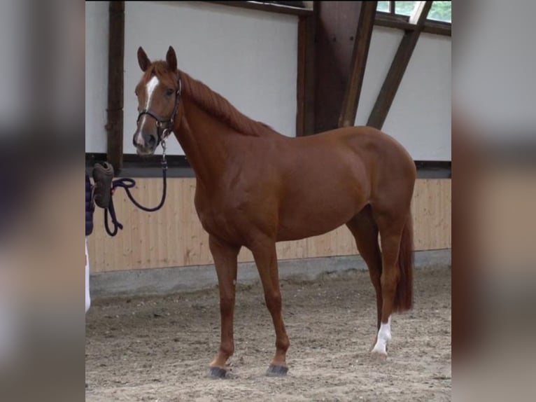 Koń reński Klacz 8 lat 160 cm Kasztanowata in Simbach am Inn