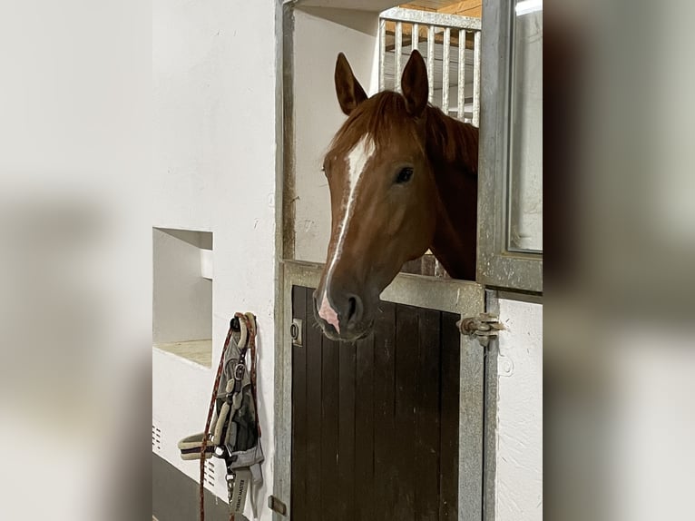 Koń reński Klacz 8 lat 160 cm Kasztanowata in Simbach am Inn