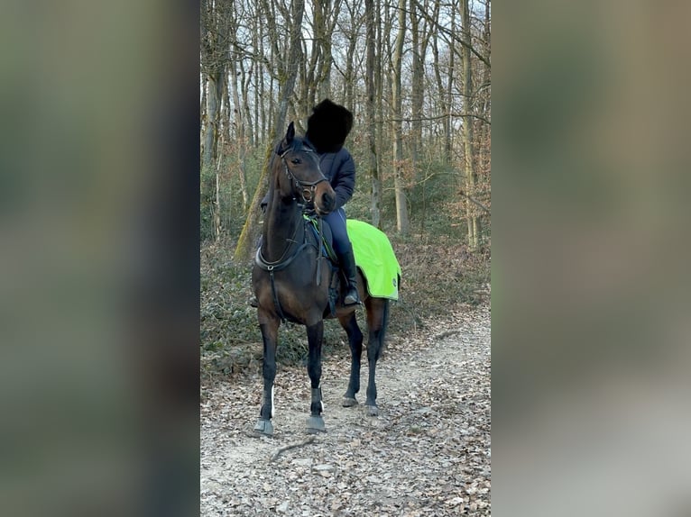 Koń reński Klacz 8 lat 165 cm Ciemnogniada in Gevelsberg