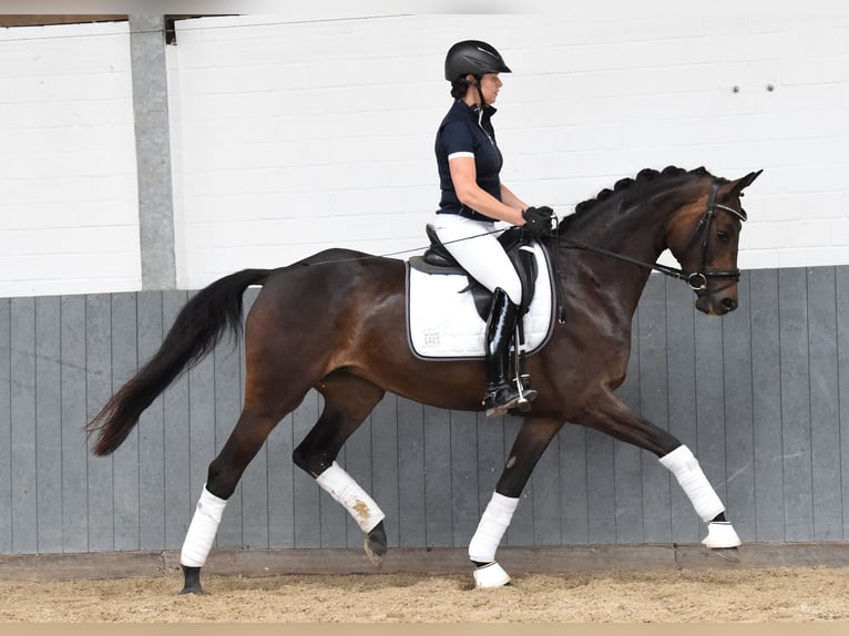 Koń reński Klacz 8 lat 168 cm Ciemnogniada in Tiddische