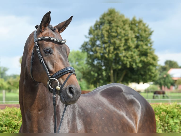 Koń reński Klacz 8 lat 168 cm Ciemnogniada in Tiddische