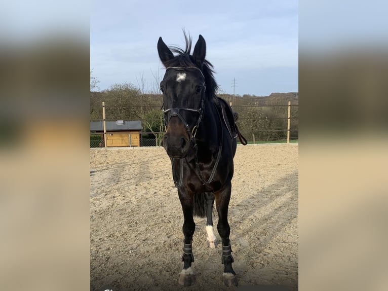 Koń reński Klacz 8 lat 169 cm Skarogniada in Windhagen