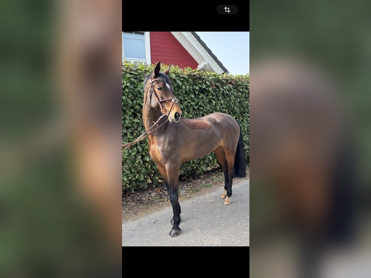 Koń reński Klacz 9 lat 162 cm Gniada in Baesweiler