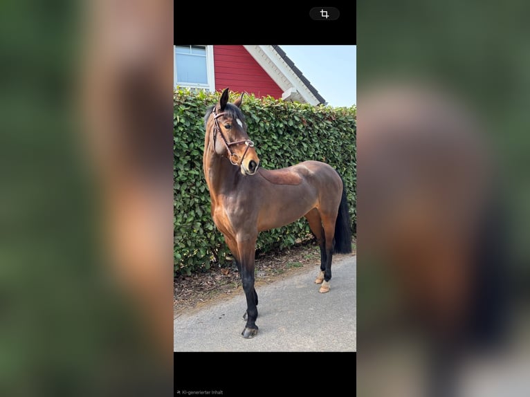 Koń reński Klacz 9 lat 162 cm Gniada in Eschweiler