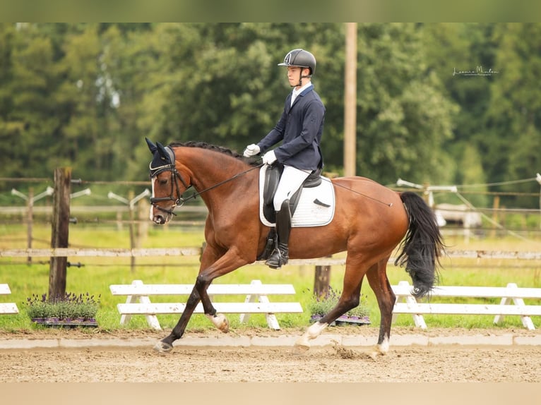 Koń reński Klacz 9 lat 166 cm Gniada in Nettetal