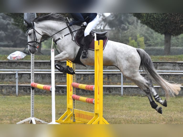 Koń reński Klacz 9 lat 166 cm Siwa in Ziepel