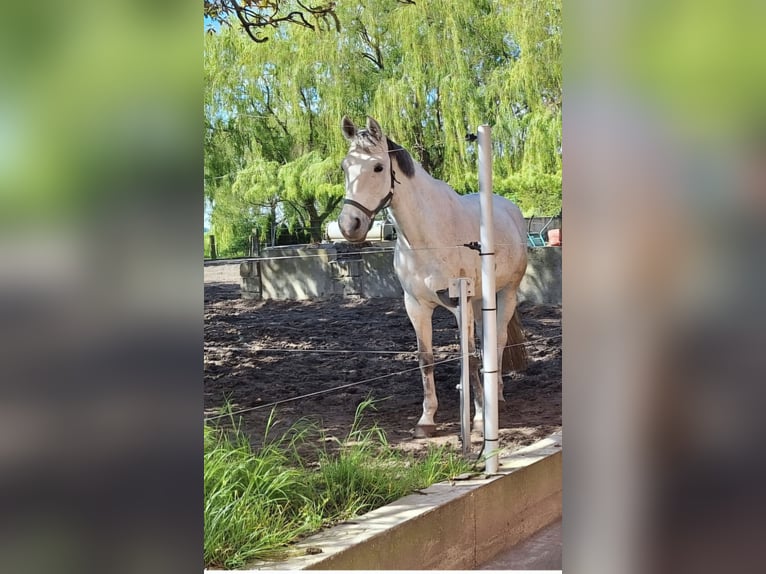 Koń reński Klacz 9 lat 166 cm Siwa in Ziepel