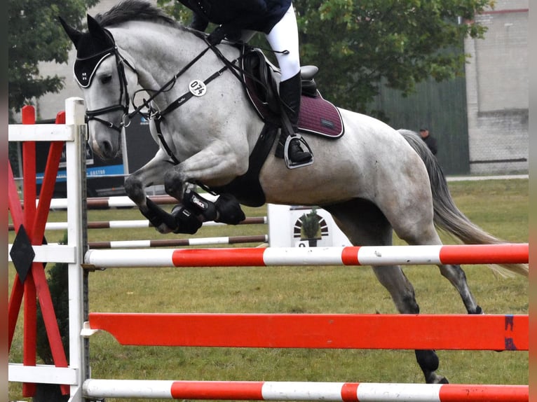 Koń reński Klacz 9 lat 166 cm Siwa in Ziepel