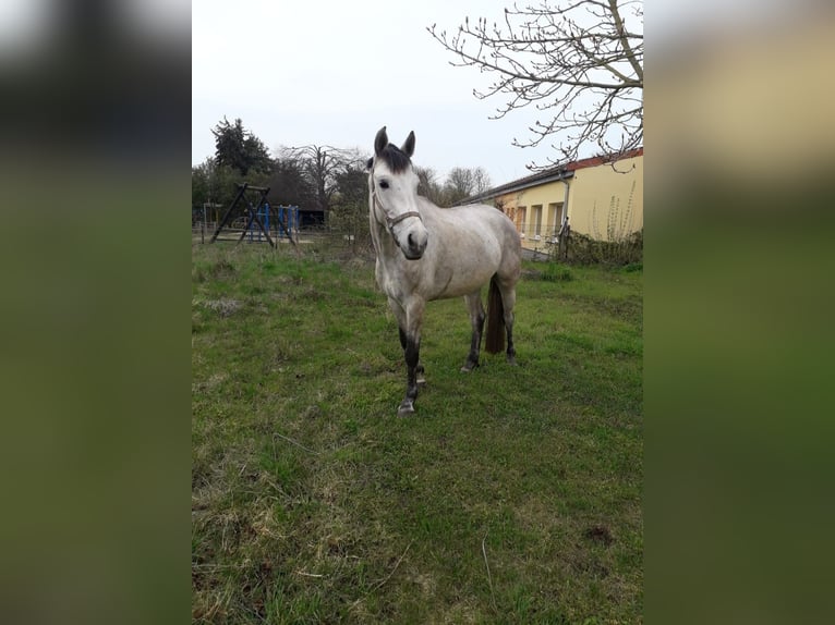 Koń reński Klacz 9 lat 166 cm Siwa in Ziepel