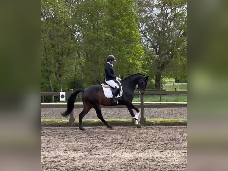 Koń reński Klacz 9 lat 167 cm Ciemnogniada in Ganderkesee