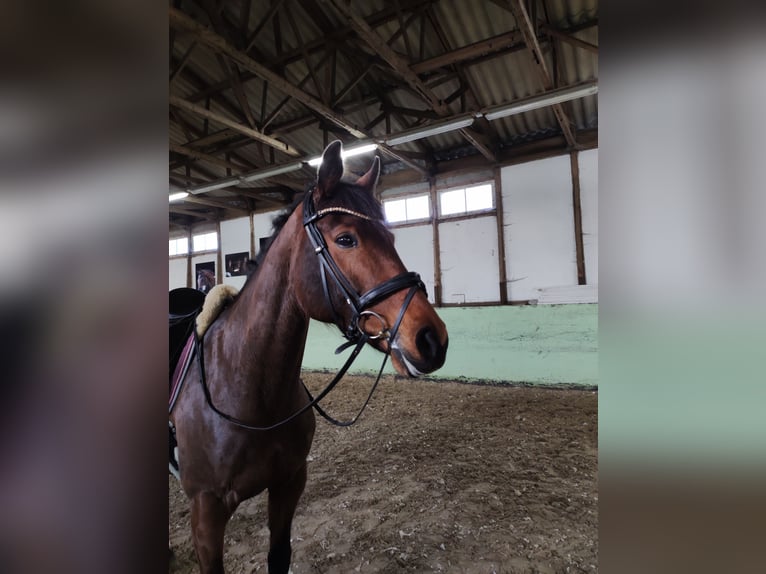 Koń reński Klacz 9 lat 168 cm Gniada in M&#xFC;hlenberge