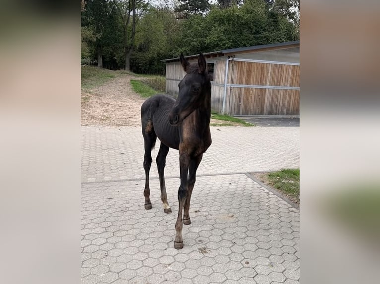 Koń reński Klacz Źrebak (05/2026) Skarogniada in Troisdorf