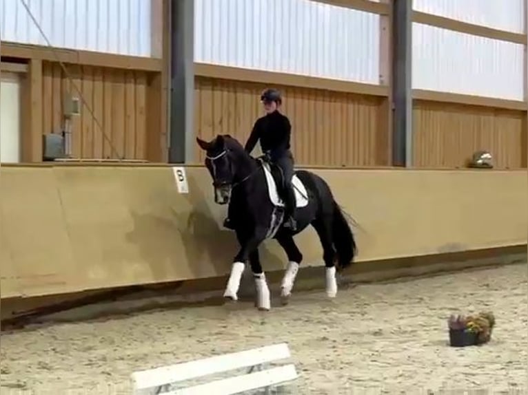 Koń reński Ogier 4 lat 178 cm Ciemnogniada in Kaufbeuren