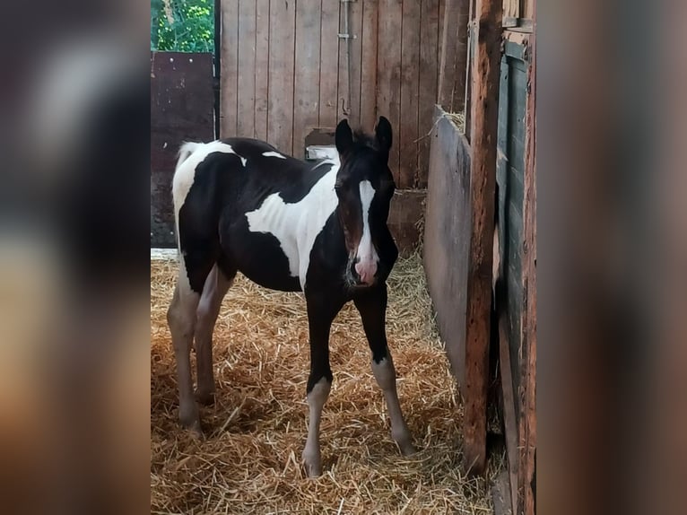 Koń reński Mix Ogier Źrebak (04/2025) 163 cm Srokata in Bedburg-Hau