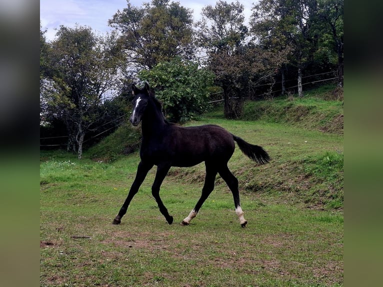 Koń reński Ogier Źrebak (06/2025) 165 cm Gniada in Kozina