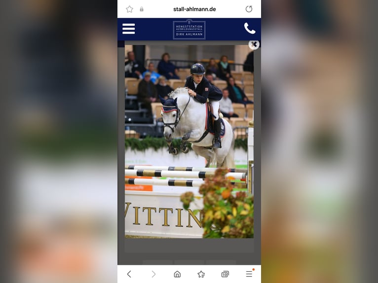 Koń reński Ogier  170 cm Siwa in Essen