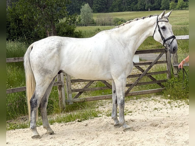 Koń reński Wałach 10 lat 174 cm Siwa in Bad Dürrheim