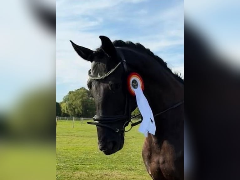 Koń reński Wałach 11 lat 172 cm Kara in Leverkusen