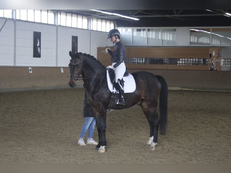 Koń reński Wałach 12 lat 170 cm Ciemnogniada in Hamminkeln