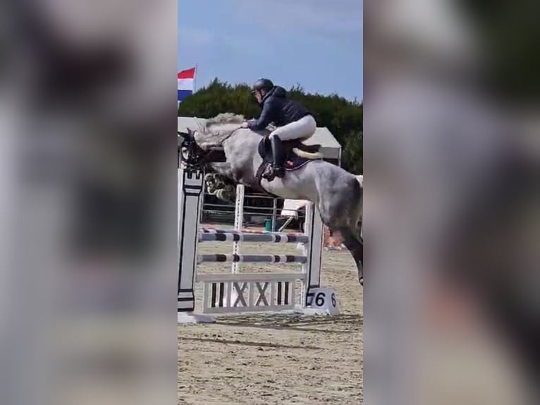 Koń reński Wałach 12 lat 170 cm Siwa jabłkowita in Wassenberg