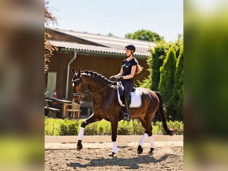 Koń reński Wałach 12 lat 173 cm Skarogniada in Kempen