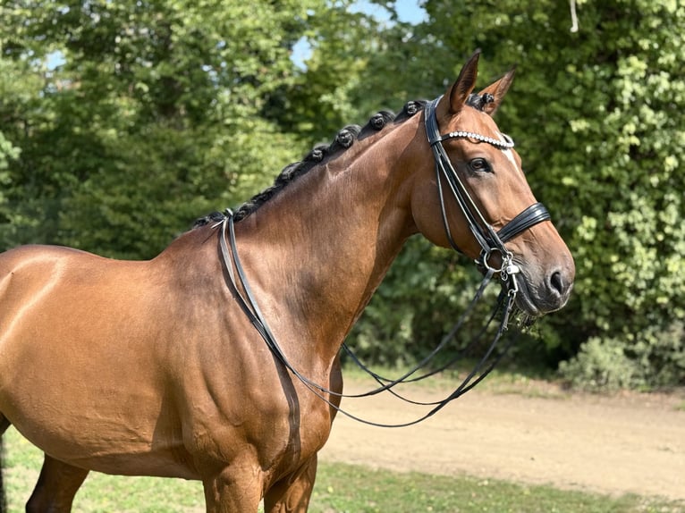 Koń reński Wałach 12 lat 175 cm Gniada in Sandhausen