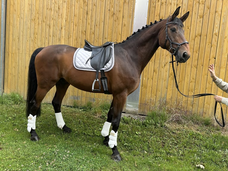 Koń reński Wałach 13 lat 177 cm Gniada in Herford
