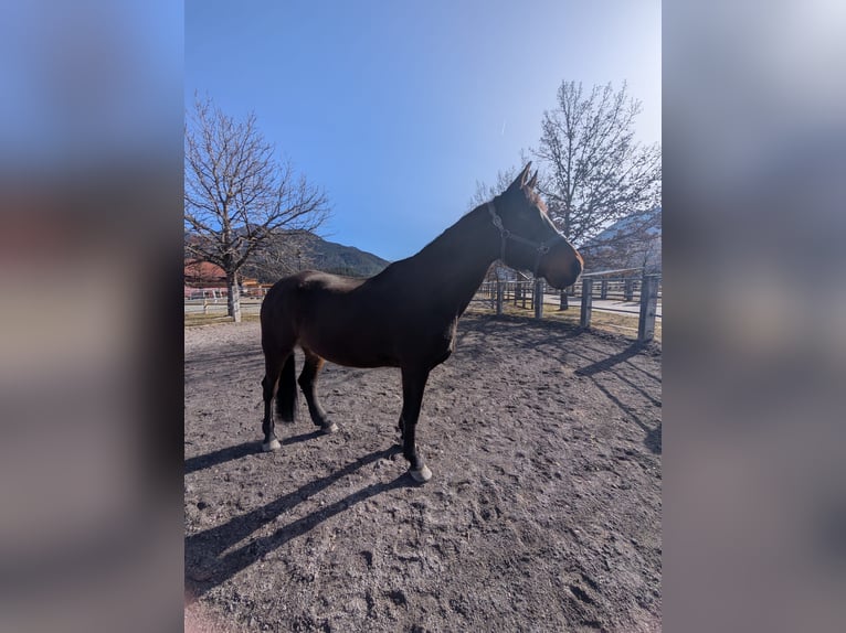 Koń reński Wałach 13 lat 180 cm Ciemnogniada in Reutte
