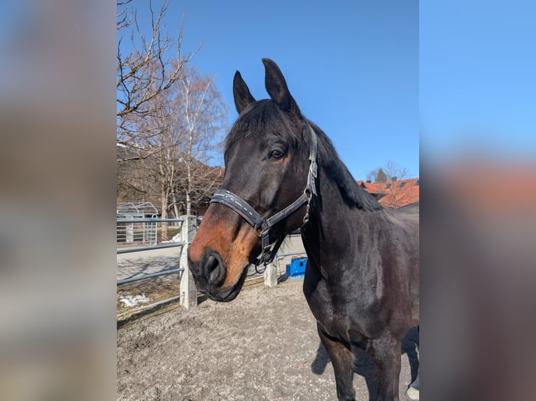 Koń reński Wałach 13 lat 180 cm Ciemnogniada in Reutte