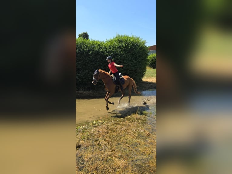 Koń reński Wałach 14 lat 168 cm Kasztanowata in Zülpich