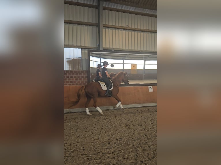 Koń reński Wałach 14 lat 168 cm Kasztanowata in Zülpich