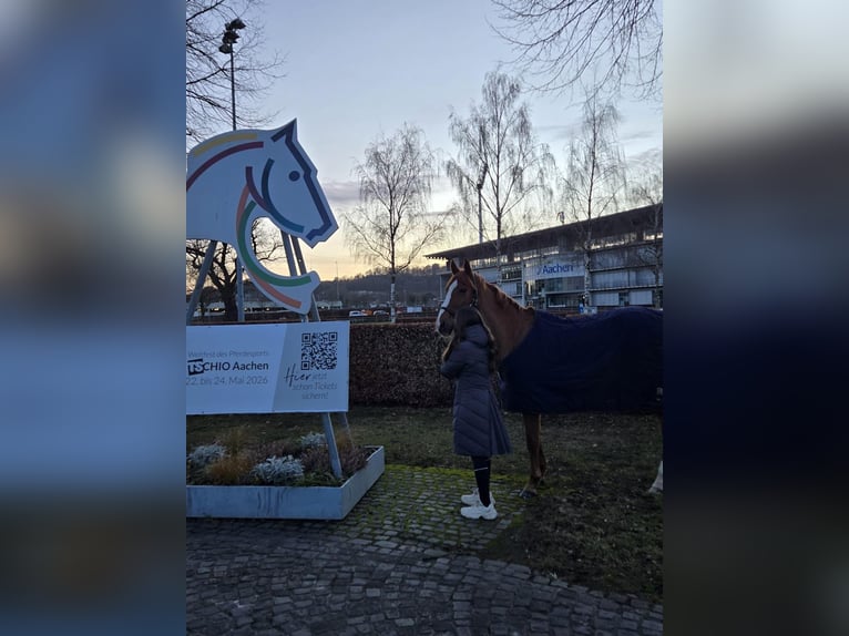 Koń reński Wałach 14 lat 168 cm Kasztanowata in Zülpich