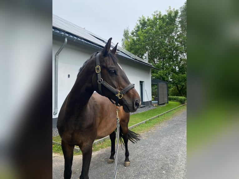 Koń reński Wałach 14 lat 170 cm Ciemnogniada in Leienkaul