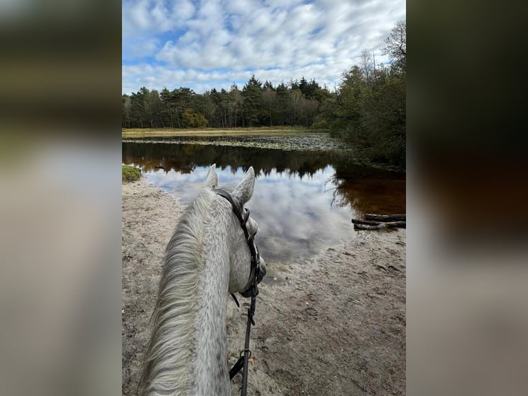 Koń reński Wałach 14 lat 174 cm Siwa in Wermelskirchen
