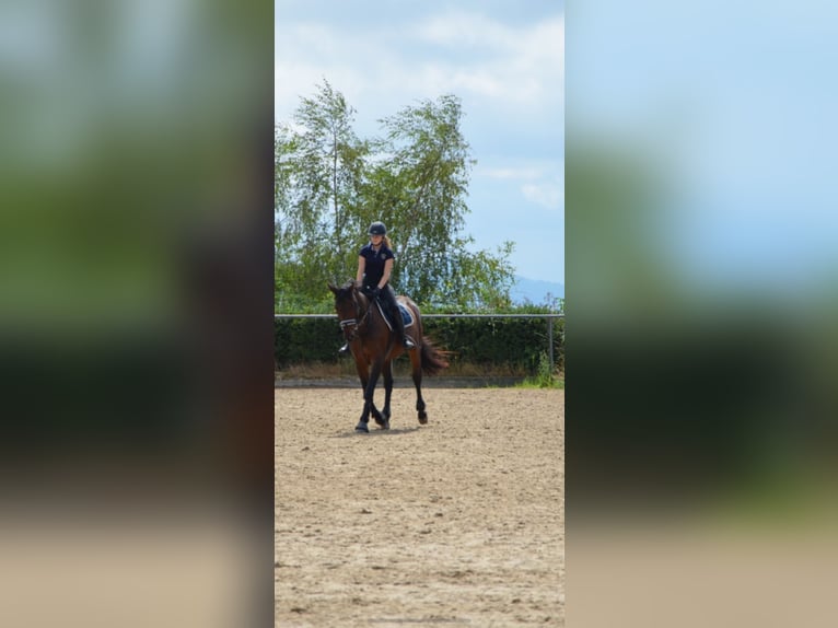 Koń reński Wałach 16 lat 168 cm Gniada in Neunkirchen-Seelscheid