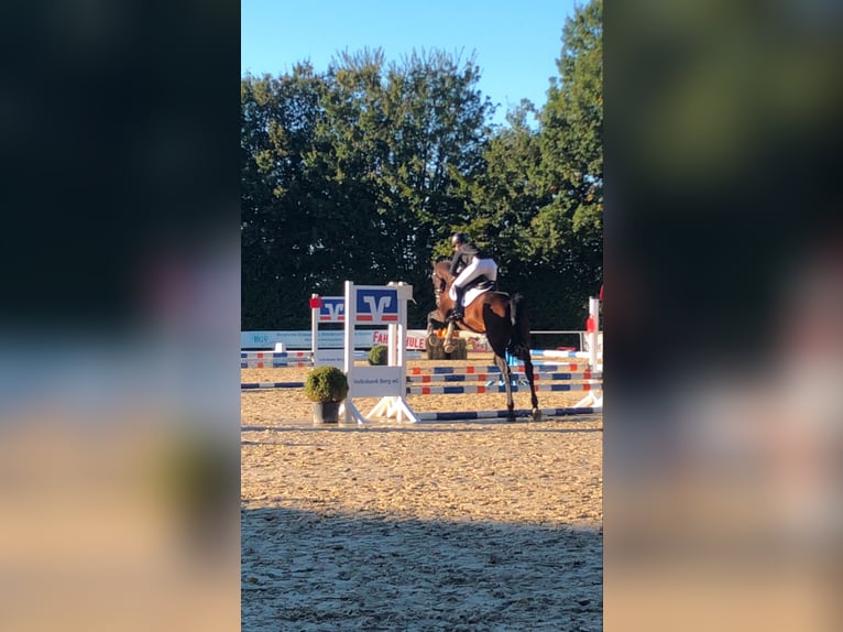 Koń reński Wałach 16 lat 168 cm Gniada in Neunkirchen-Seelscheid